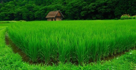 پارس پالت | پالت پلاستیکی در استان مازندران